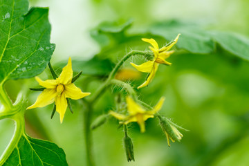 Bright yellow flowers of tomatoes 