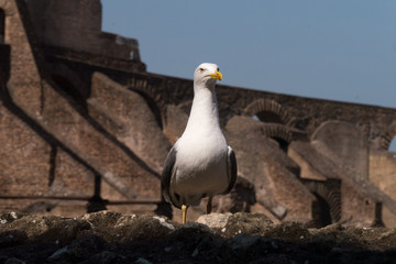 Silbermöwe im Kolosseum von Rom - sie hat den Überblick auf der Mauer