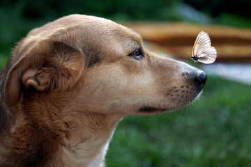 Butterfly on the nose of the dog. Funny dog, which sat on a butterfly nose. Conceptually - dogs in...