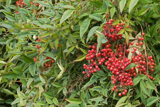 Selective focus of Sacred bamboo with red berries also known as heavenly bamboo, Nandina domestica