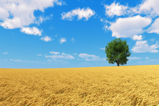 golden wheat field with isolated tree and blue sky
