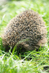 Young prickly hedgehog, on the grass