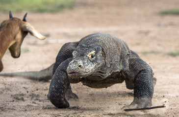 Obraz premium Attack of a Komodo dragon. The dragon running on sand. The Running Komodo dragon ( Varanus komodoensis ) .