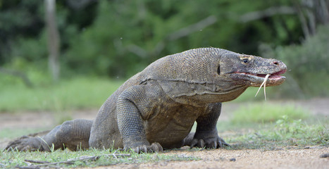Obraz premium Portrait of the Komodo dragon ( Varanus komodoensis ) is the biggest living lizard in the world.
