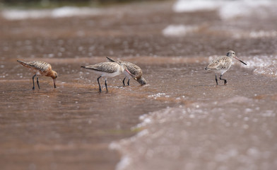 Bar-tailed Godwit, Limosa lapponica