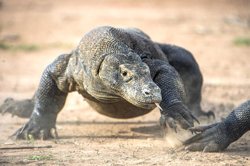 Attack of a Komodo dragon. The dragon running on sand. The Running Komodo dragon ( Varanus...