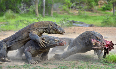 The Komodo dragon dragons fight for prey. The Komodo dragon, Varanus komodoensis
