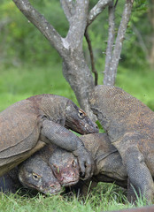 Obraz premium The Komodo dragon dragons fight for prey. The Komodo dragon, Varanus komodoensis