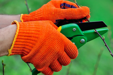 Hands with gloves of gardener doing maintenance work, pruning the tree