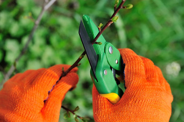 Hands with gloves of gardener doing maintenance work, pruning the tree