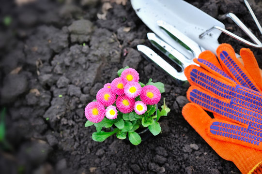 Beautiful marguerite flowers and garden tools, view from above