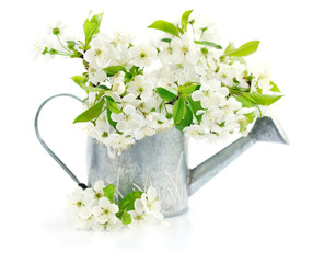 Watering can with cherry flowers on a white background