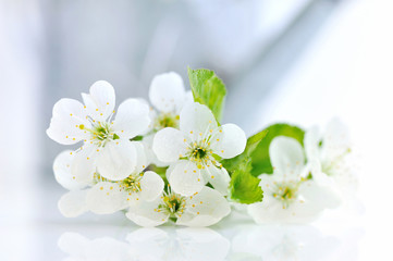 Cherry twig in bloom on a white table with a watering-can in the background