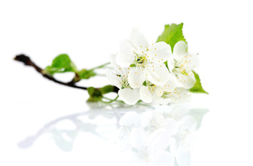 Cherry twig in bloom isolated on a white background