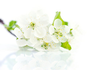 Cherry twig in bloom isolated on a white background