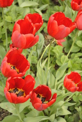 red tulips flowers