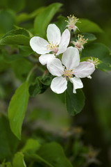blossoming apple tree in the garden