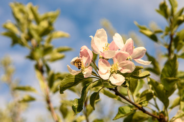 Apfelblüte vor blauem Himmel mit Biene