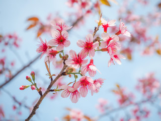 Closeup of Wild Himalayan Cherry (Prunus Cerasoides)