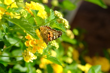 Lush blooming flower with colorful mix of summer flowers