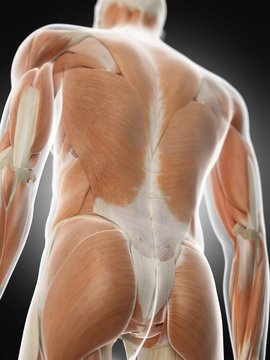 Human back muscles, illustration