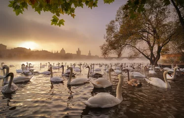 Tafelkleed Morning sunrise with swans near Charles bridge, Prague, Czech re © marekkijevsky