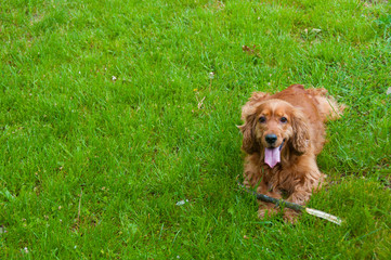 Portrait of a beautiful english cocker spaniel
