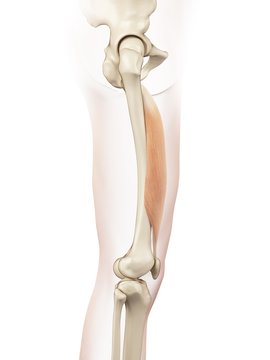Human thigh muscle, illustration