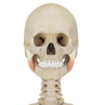 Human facial muscles, illustration