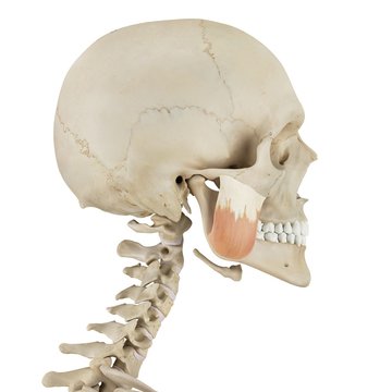 Human facial muscles, illustration