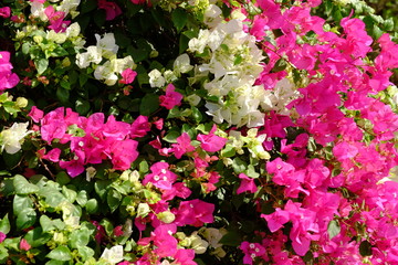 Lush blooming flower with colorful mix of summer flowers