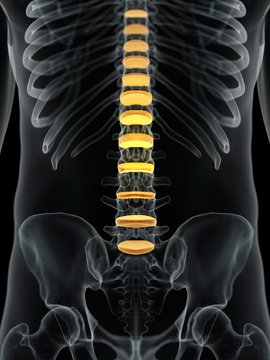Human spinal intervertebral discs