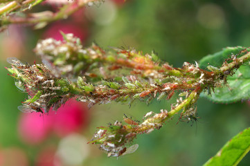 Aphids on a rose twig - obrazy, fototapety, plakaty