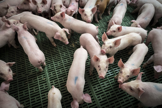Piglets