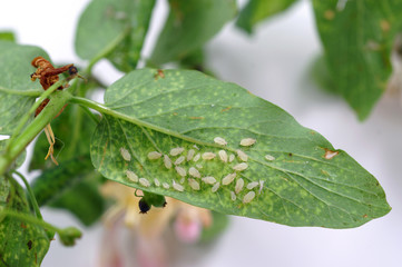 Aphids on a lonicera leaf