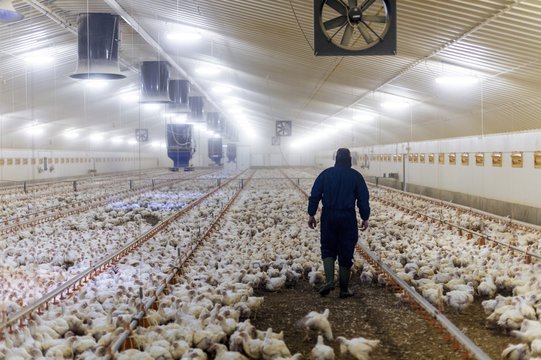 Farmer in a barn with hens