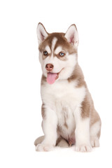 brown siberian husky puppy sitting on white