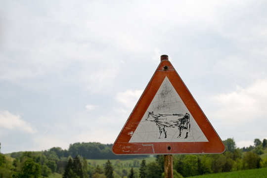 attention cow