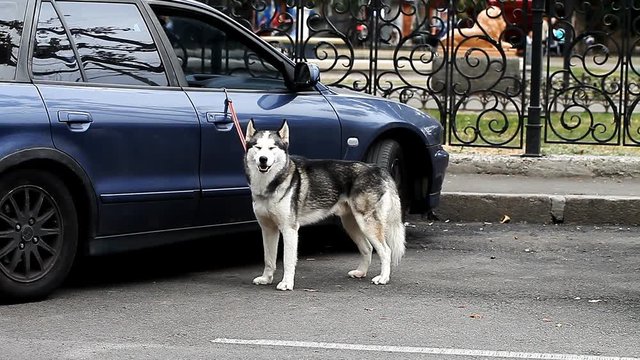 Beautiful Husky dog standing near the host machine  /  Beautiful Husky dog standing near the host machine Full HD