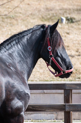 Black Friesian Horse