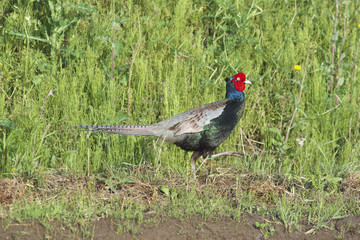 キジ雄(Common Pheasant)