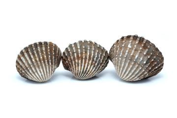 fresh cockles seafood on white background