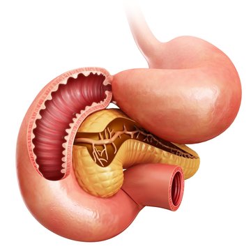 Small intestine, pancreas and stomach