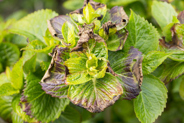 Unhealthy garden swift foliage