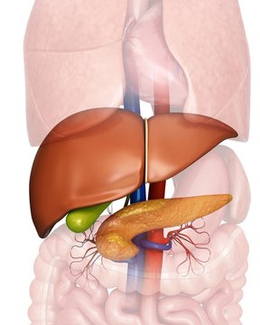 Human internal organs, illustration