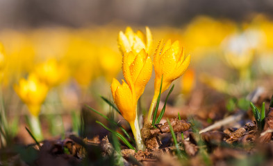 Fototapeta premium Yellow Crocuses with dew drops, shallow DOF.