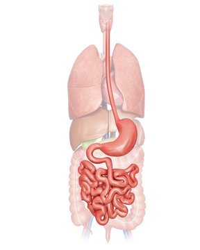 Human digestive system, illustration