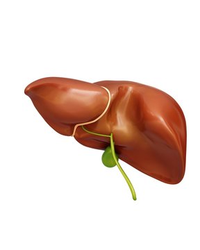 Liver and gall bladder, illustration