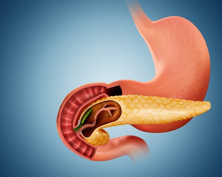 Cross section of pancreas, illustration