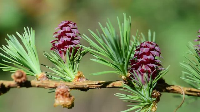 Larch male and female strobiles and dawn chorus on background
